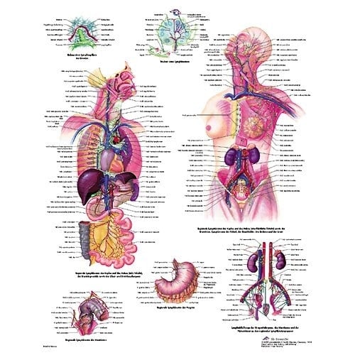 Lehrtafel Das lymphatische System