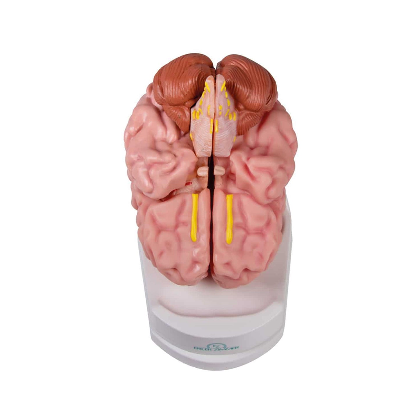 Anatomisches Gehirnmodell mit Augmented Reality