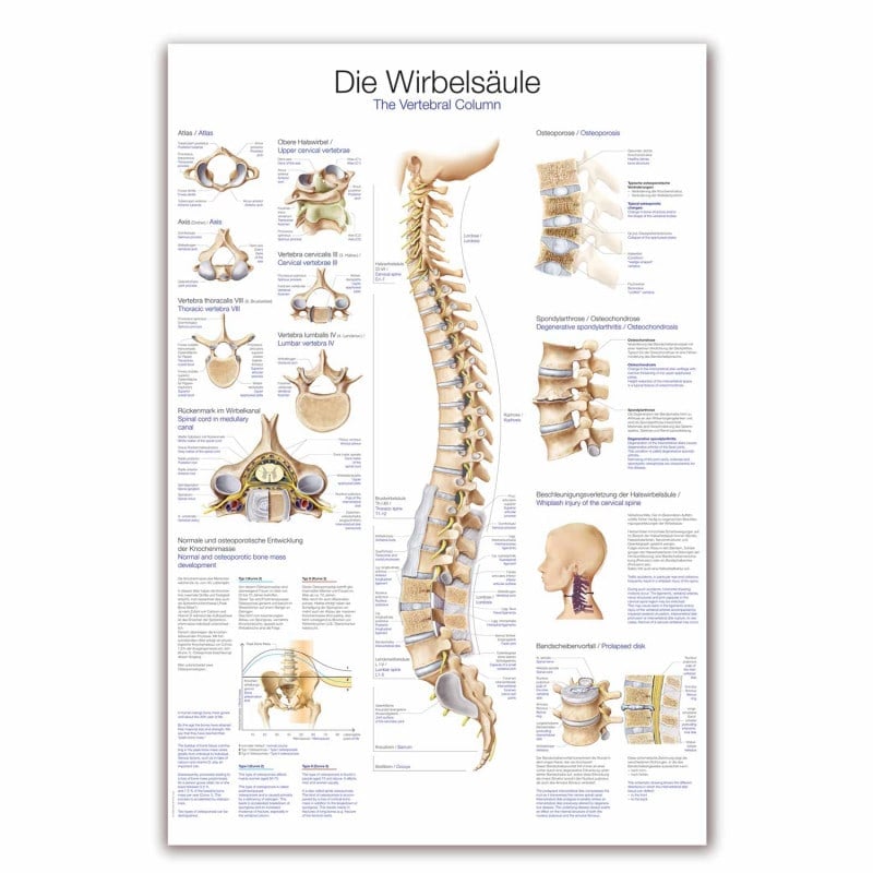 Lehrtafel Die Wirbelsäule