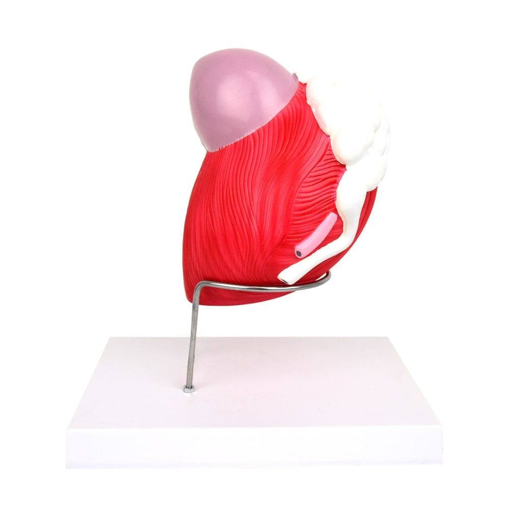 Anatomisches Modell der männlichen Blase
