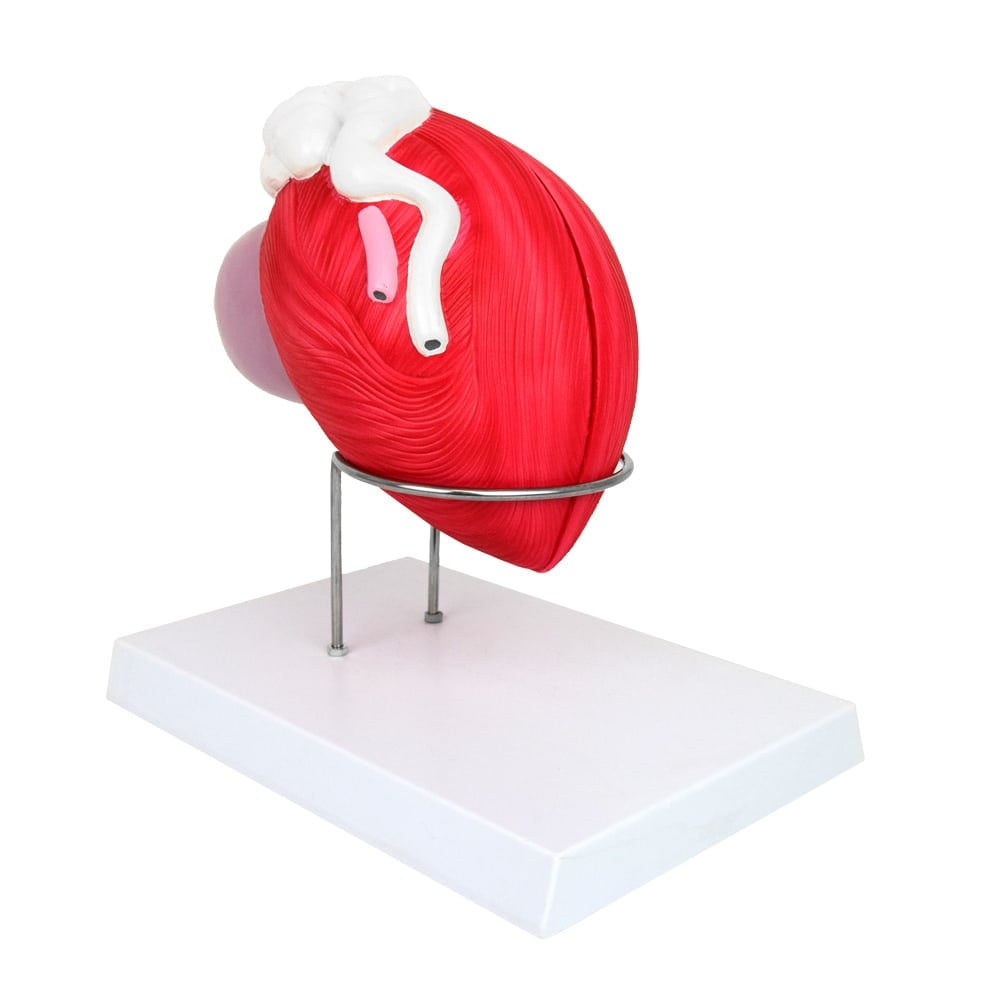 Anatomisches Modell der männlichen Blase