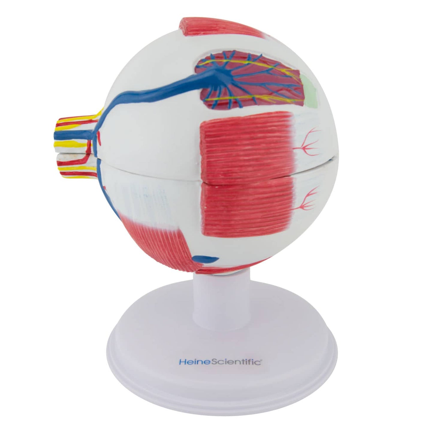 HeineScientific - Augenmodell, 6-teilig