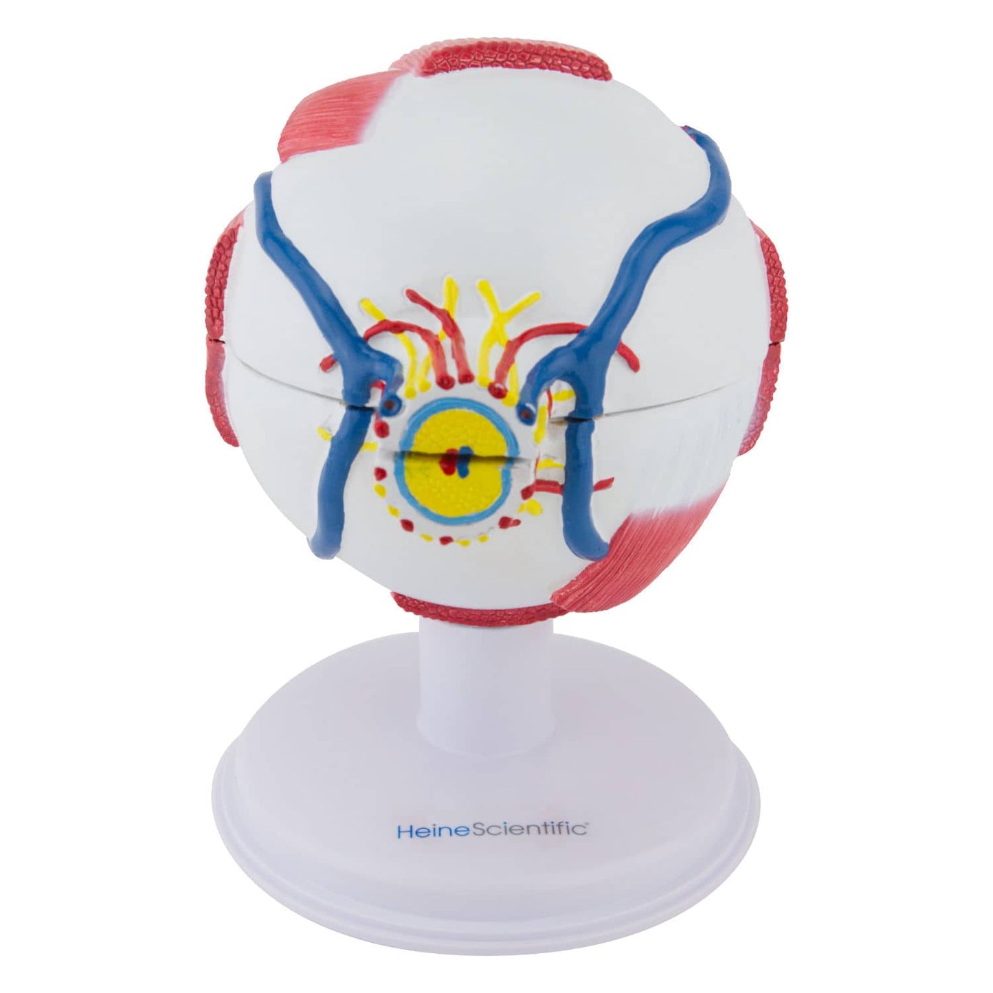 HeineScientific - Augenmodell, 6-teilig