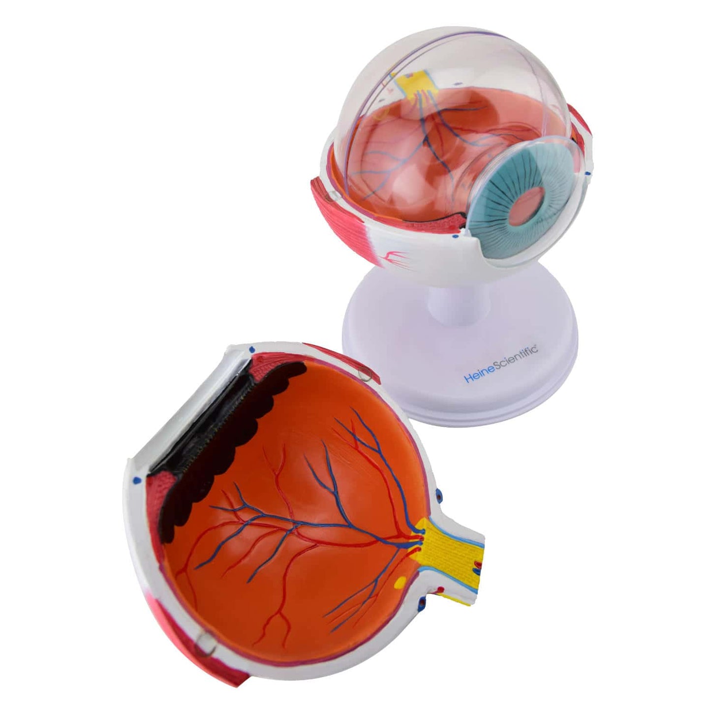 HeineScientific - Augenmodell, 6-teilig