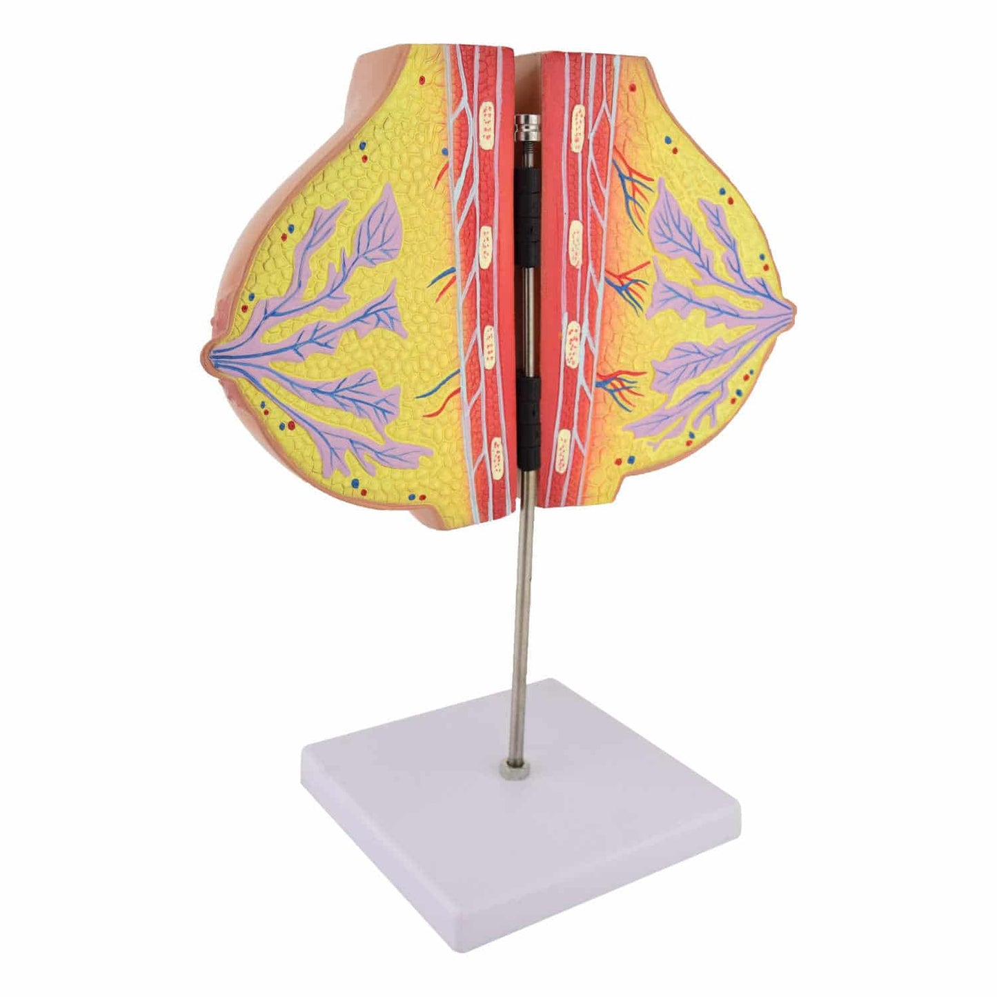 HeineScientific - Brust-Modell