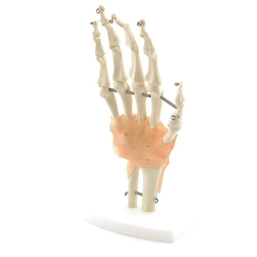 Hand-Skelett mit Bändern