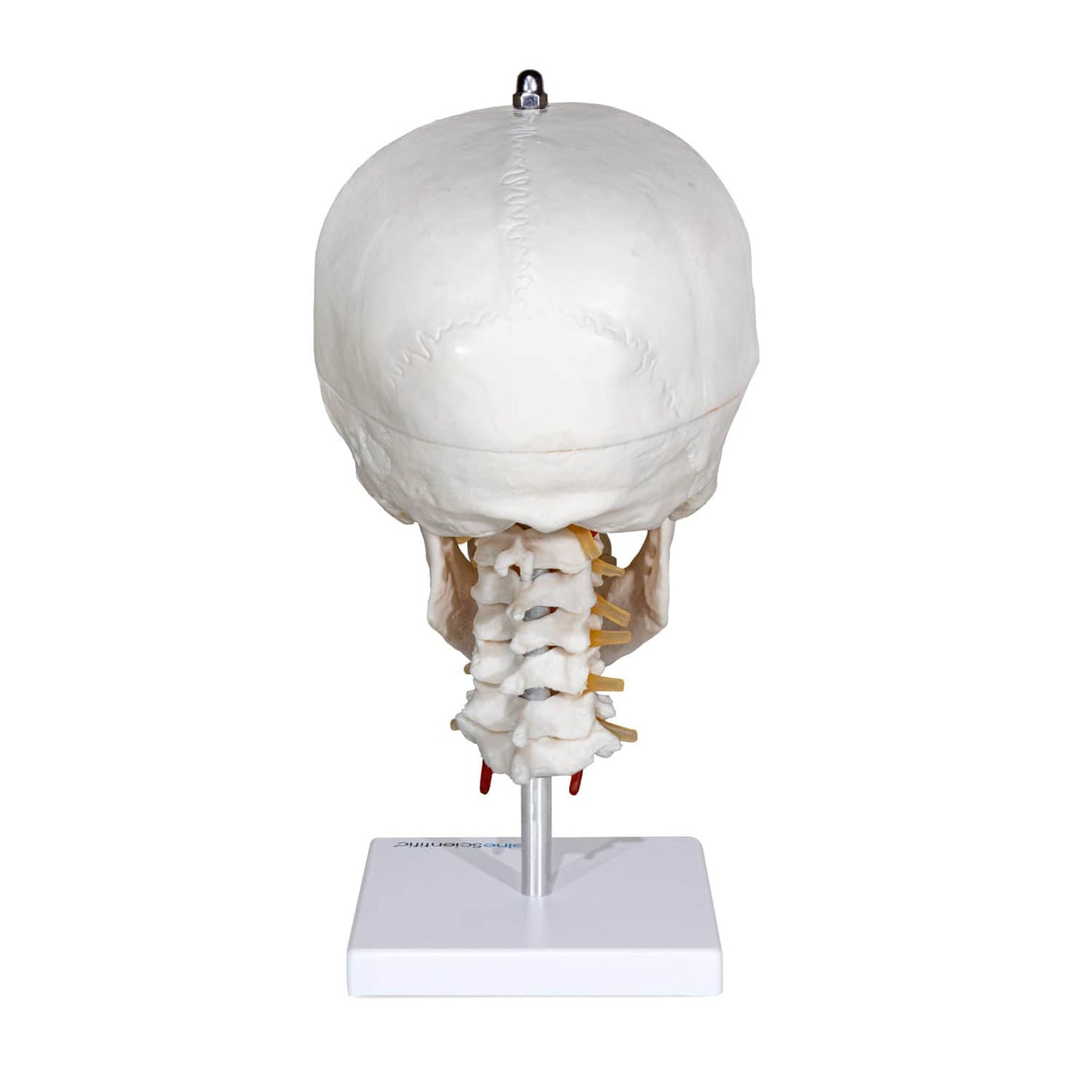 Menschlicher Schädel mit Halswirbelsäule