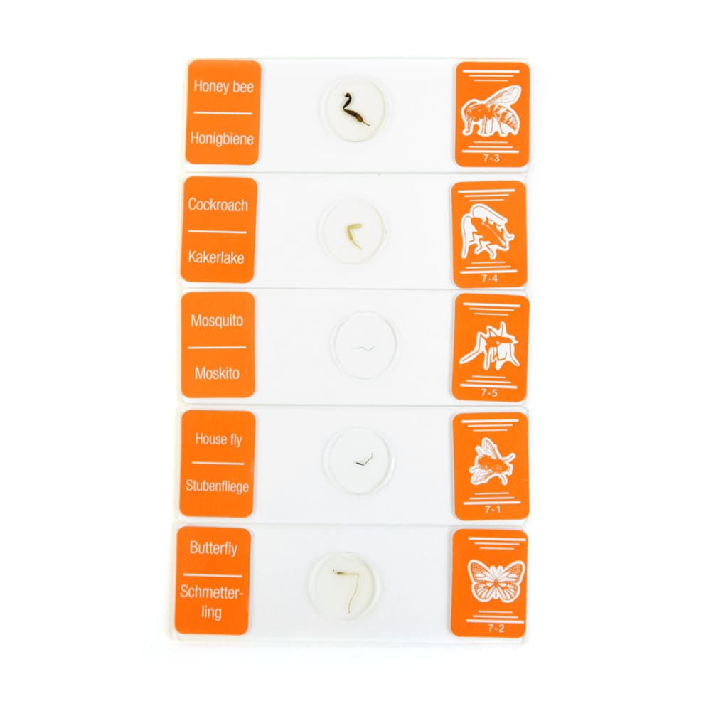 HeineScientific - Mikroskoppräparate