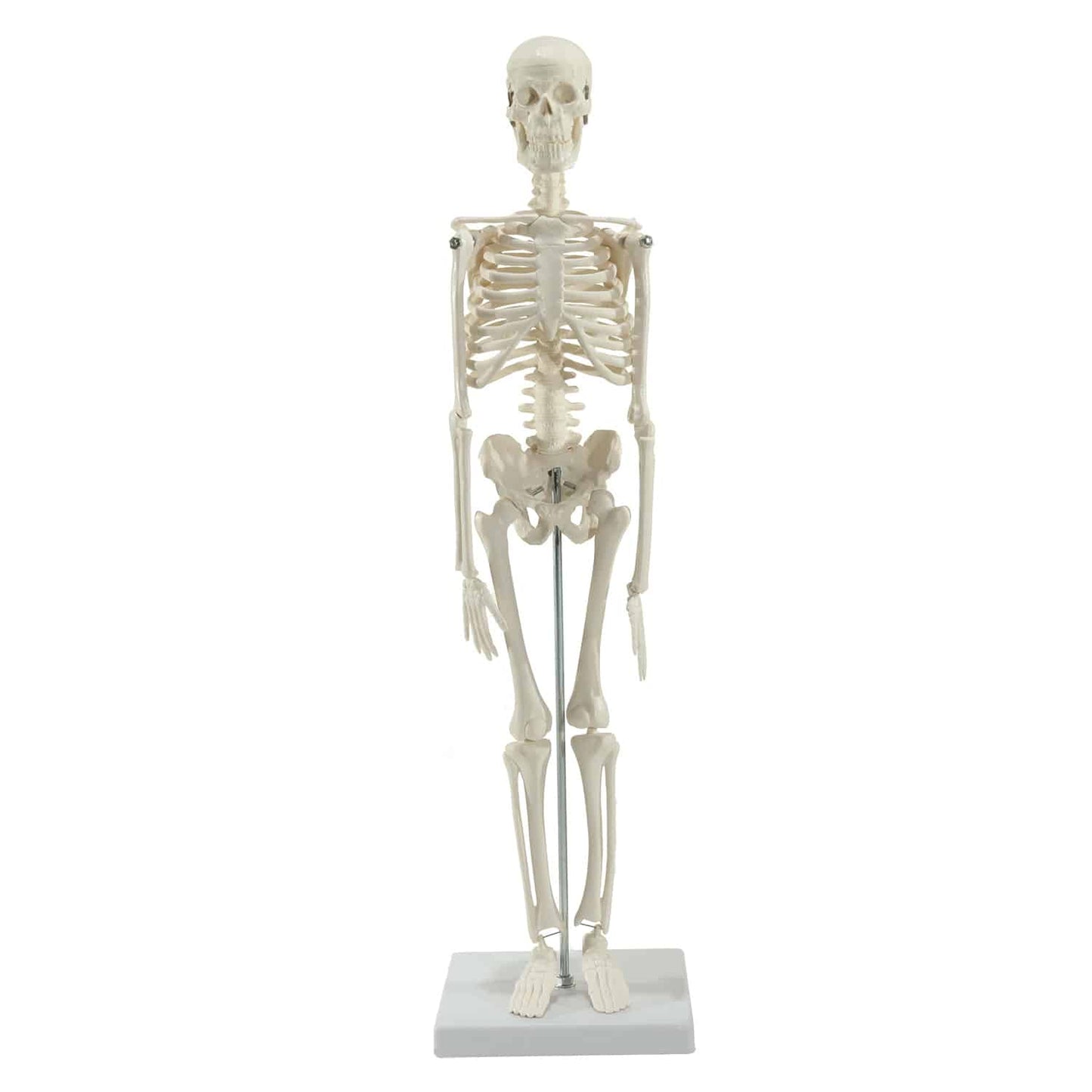 Mini-Skelett