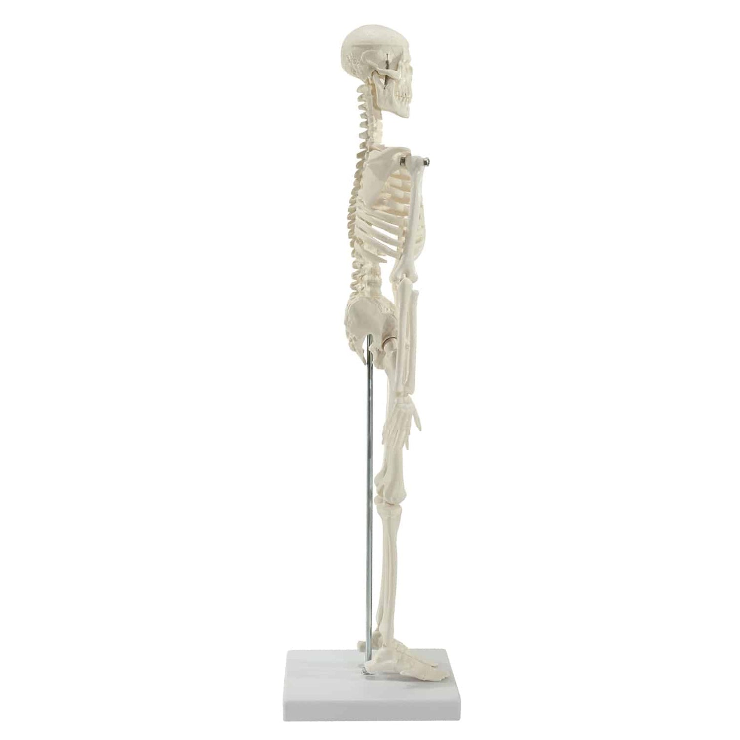 Mini-Skelett