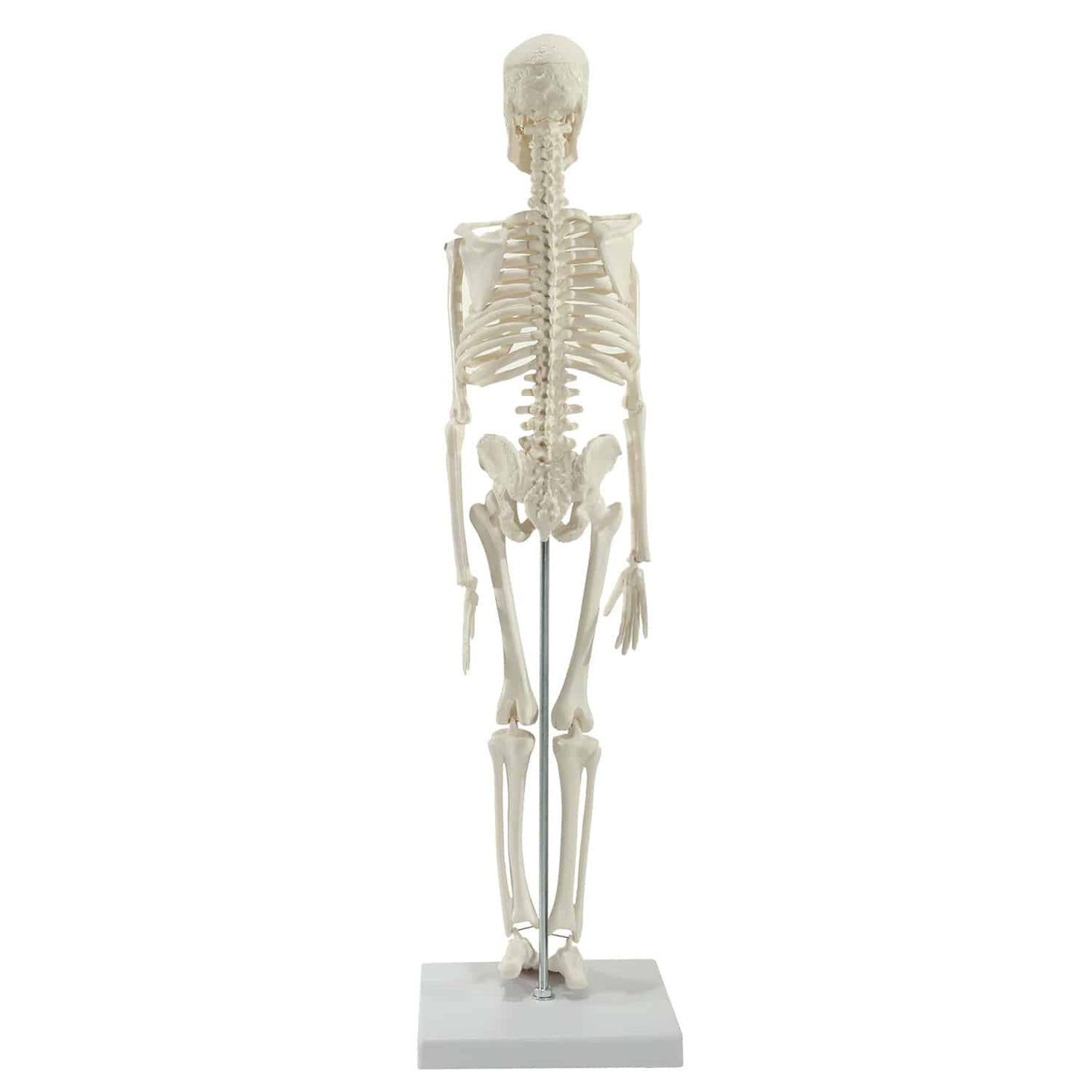 Mini-Skelett