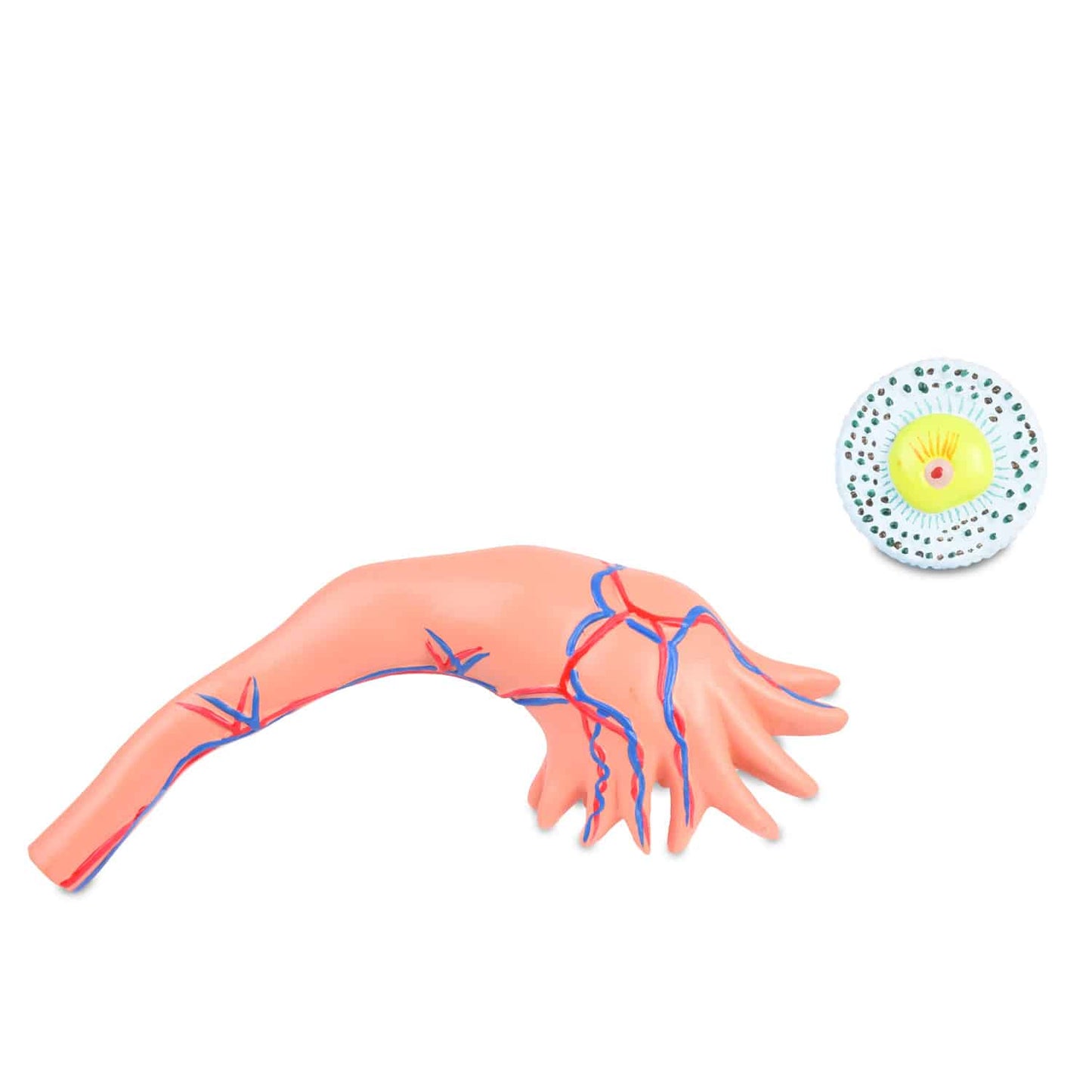 HeineScientific - Modell Ovar mit Follikelreifung