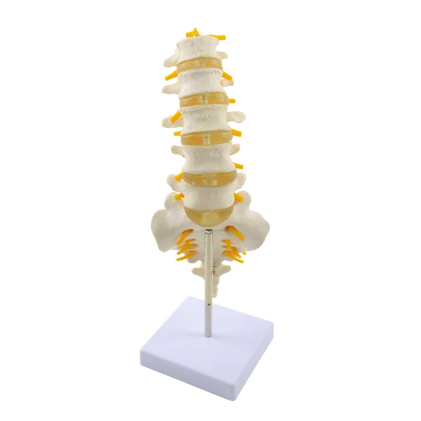 Modell der Lendenwirbelsäule