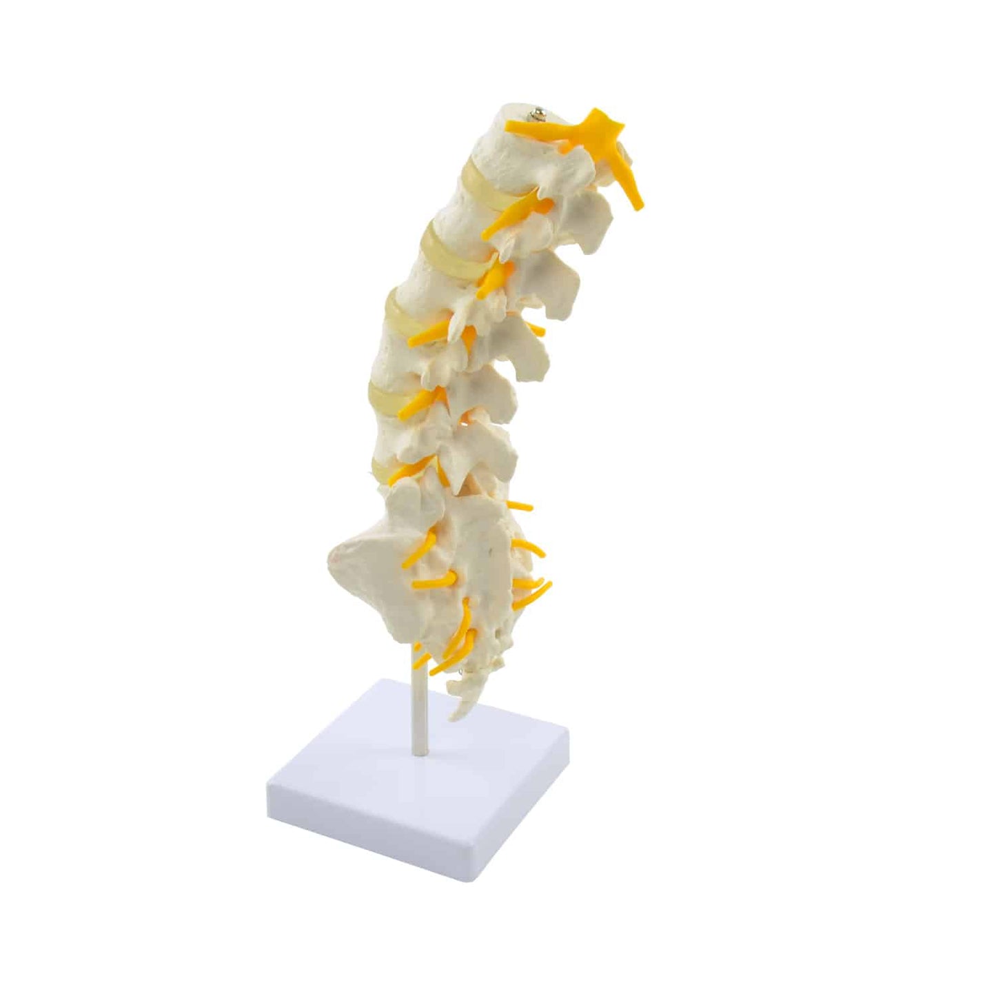 Modell der Lendenwirbelsäule