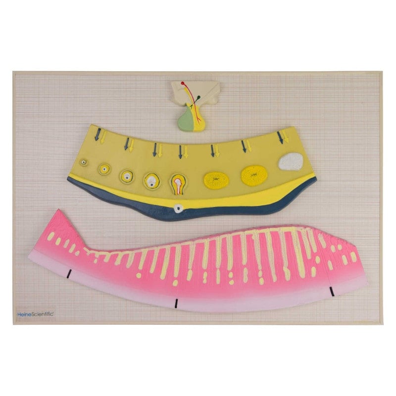 HeineScientific - Modell des weiblichen Zyklus