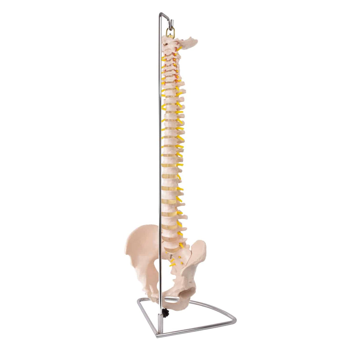 Modell einer Wirbelsäule mit Becken