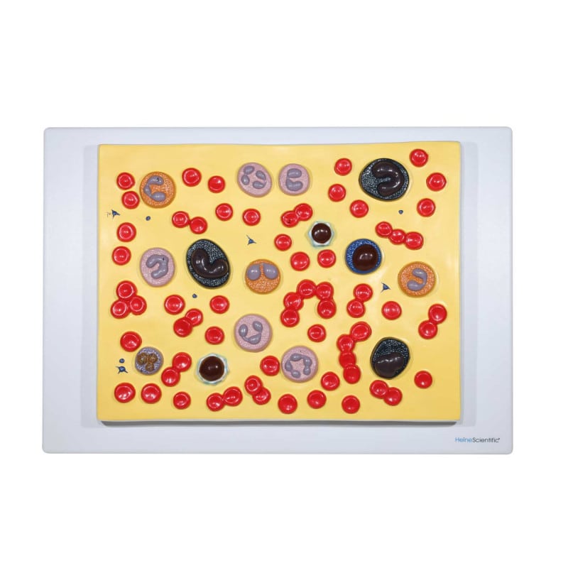 HeineScientific - Modell menschlicher Blutzellen