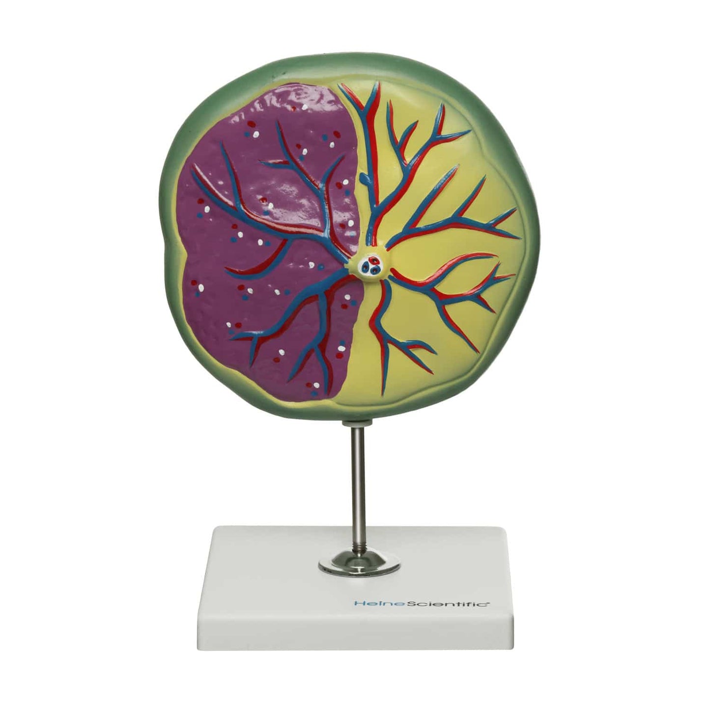 HeineScientific - Plazenta-Modell