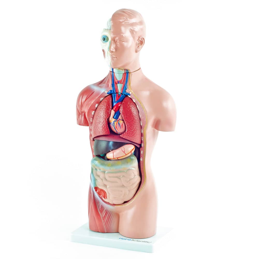 Torso-Modell ohne Geschlechtsmerkmale