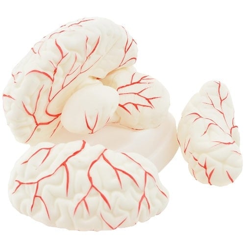 HeineScientific - Zerlegbares Gehirnmodell