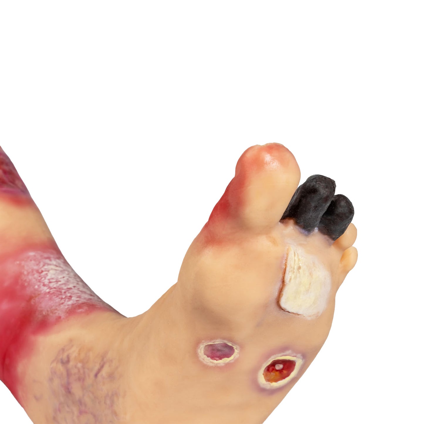 Lena Leg Anatomisches Beinmodell | EAN 4250395330596 | günstig kaufen
