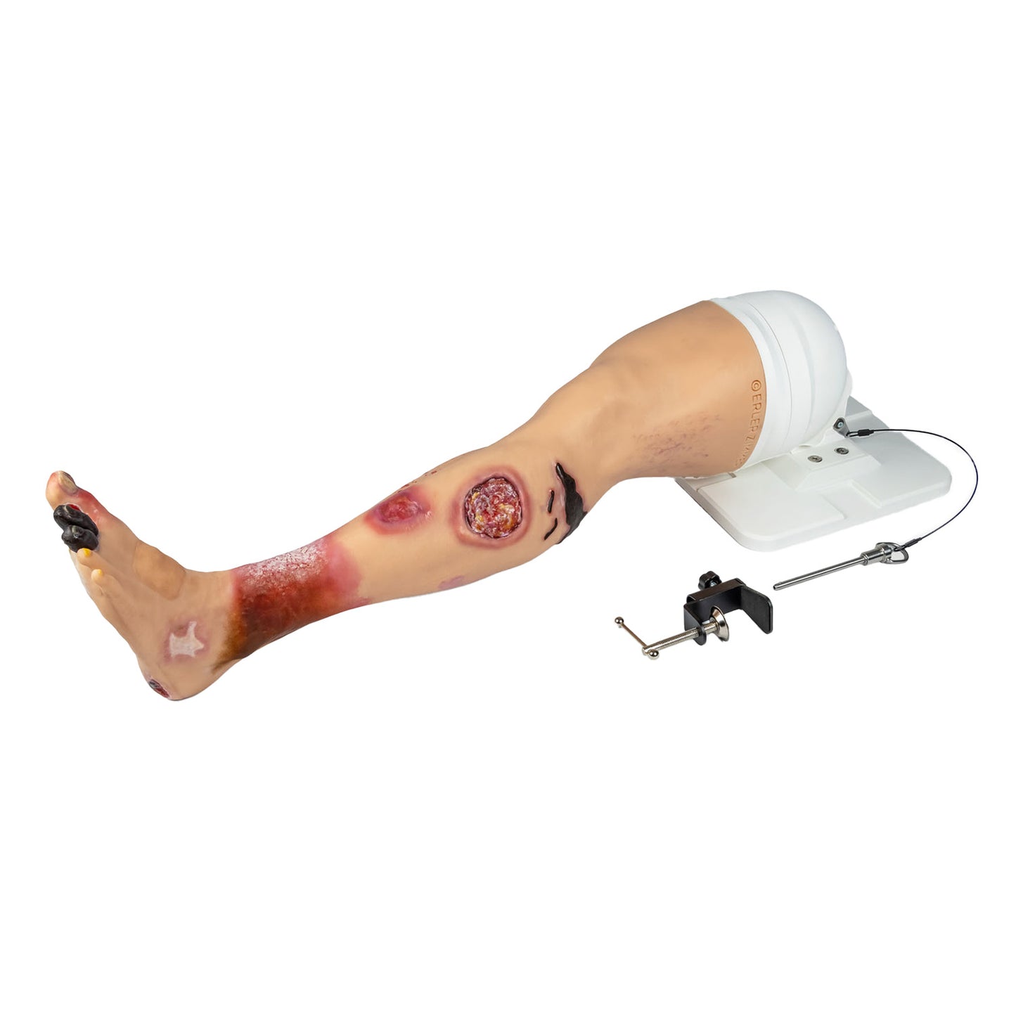 Lena Leg Anatomisches Beinmodell | EAN 4250395330596 | günstig kaufen
