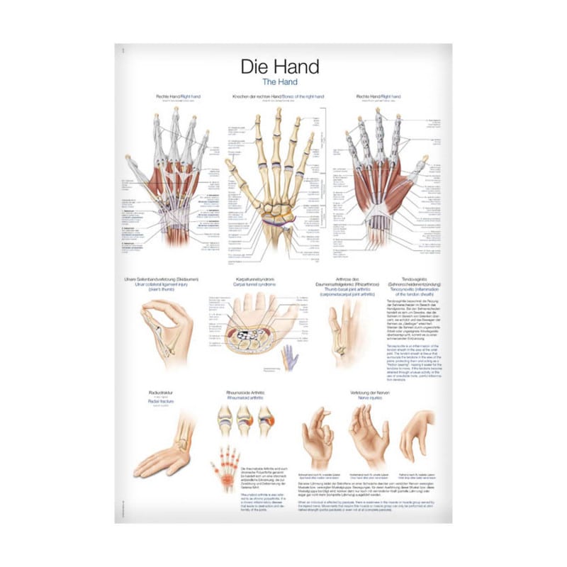 Lehrtafel Die Hand