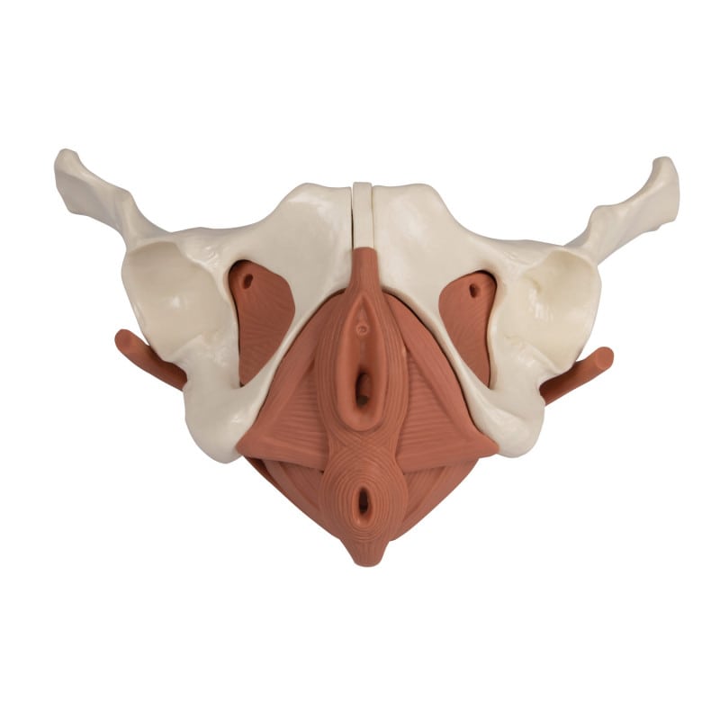 Weibliches Beckenbodenmodell 12-teilig, magnetisch