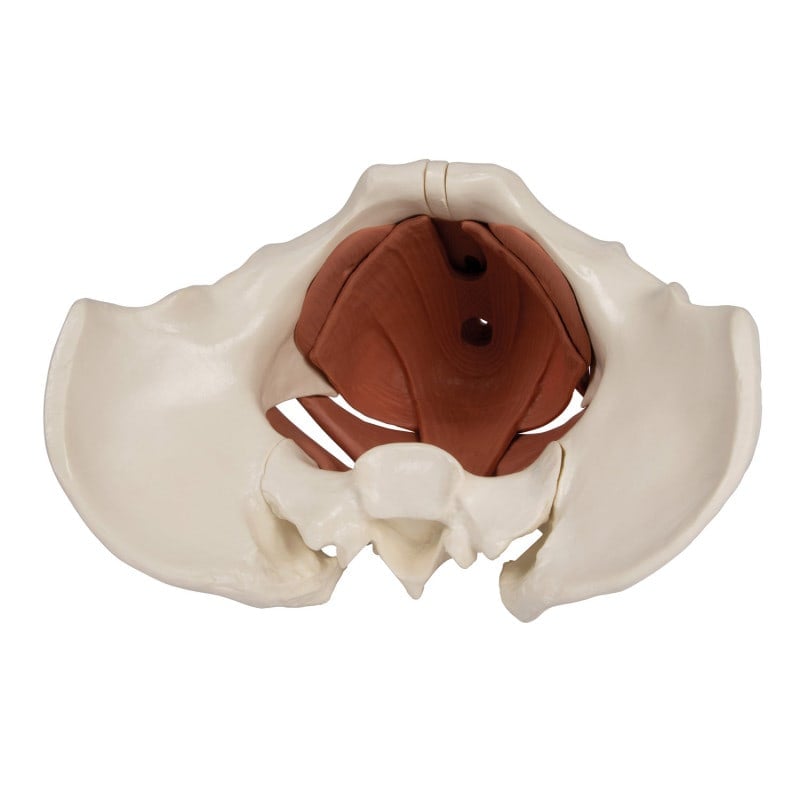 Weibliches Beckenbodenmodell 12-teilig, magnetisch