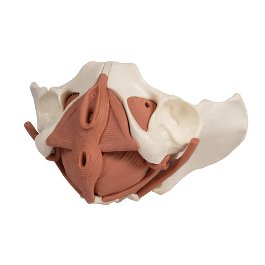 Weibliches Beckenbodenmodell 12-teilig, magnetisch