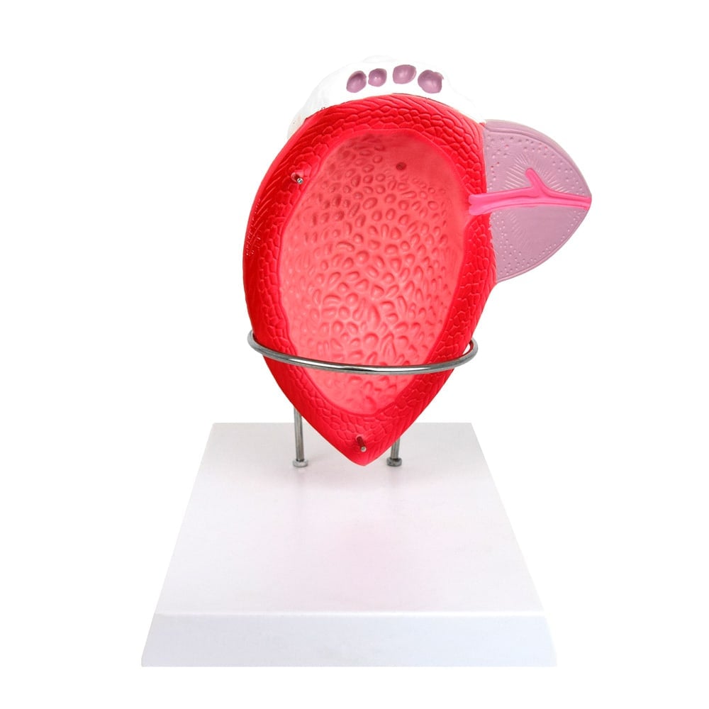Anatomisches Modell der männlichen Blase