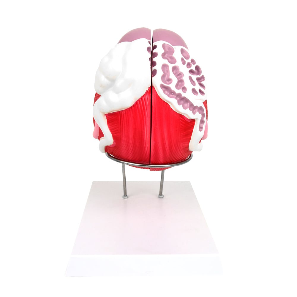 Anatomisches Modell der männlichen Blase