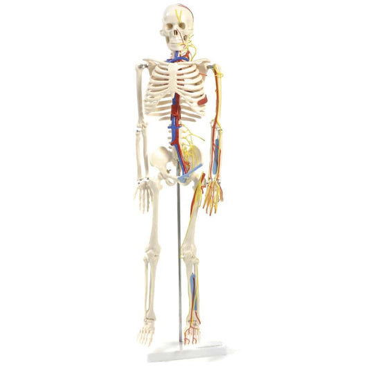 Anatomisches Skelett mit Nerven und Gefäßen
