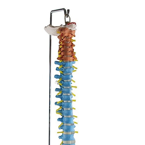 Didaktische Wirbelsäule mit Becken