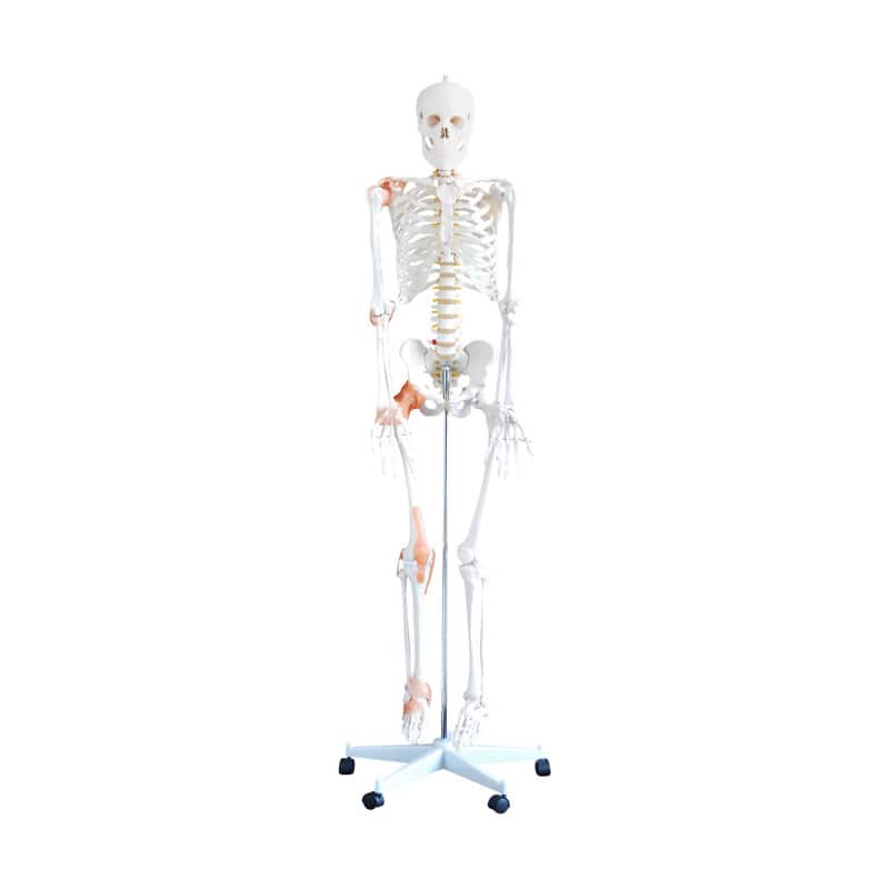 Flexibles Skelettmodell