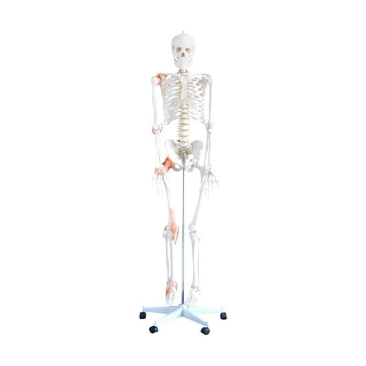 Flexibles Skelettmodell
