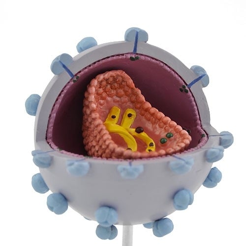 HIV-Modell