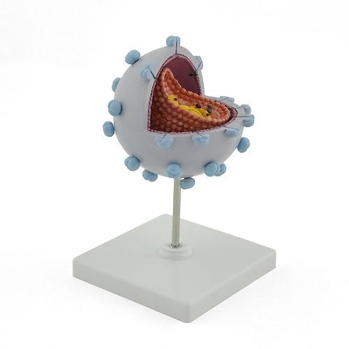 HIV-Modell