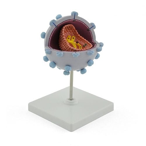 HIV-Modell
