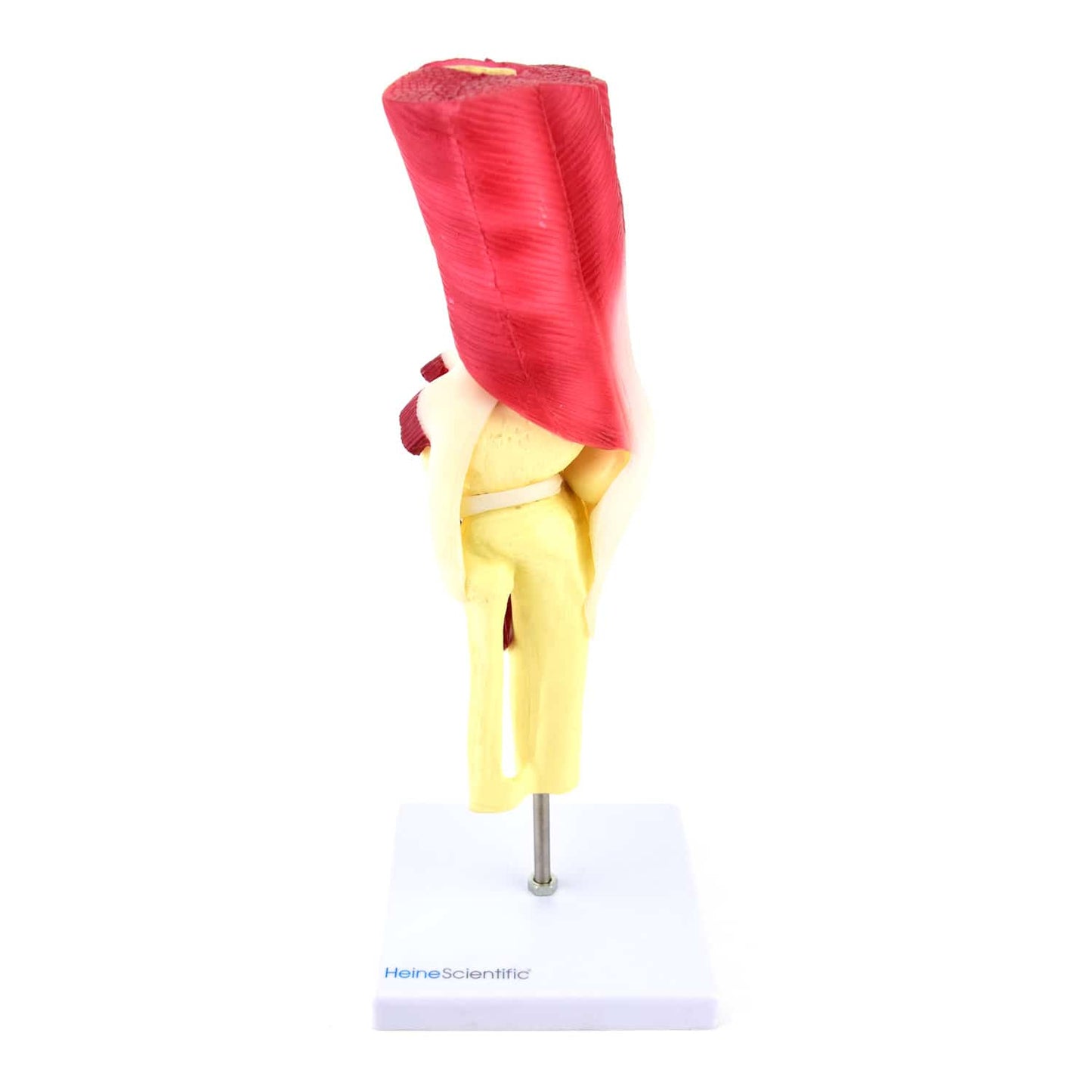 Kniemodell