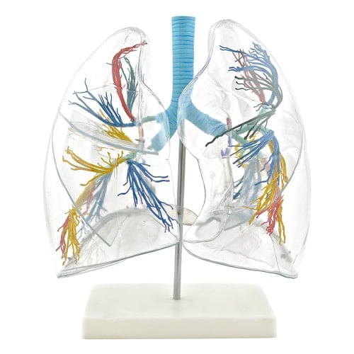 Lungenmodell, transparent