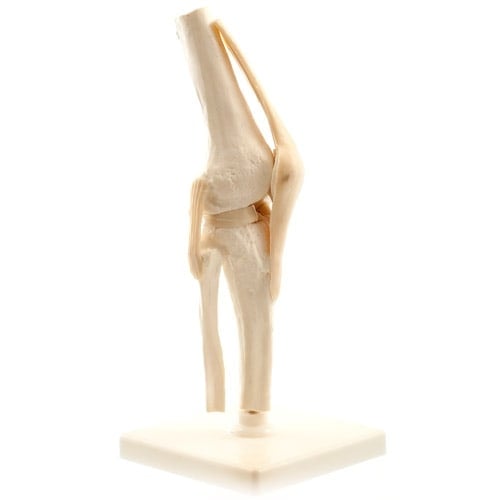 Menschliches Knie-Modell