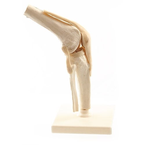 Menschliches Knie-Modell