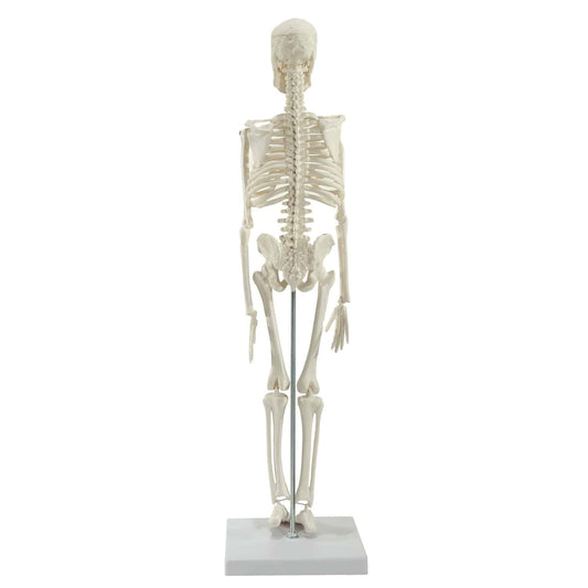 Mini-Skelett