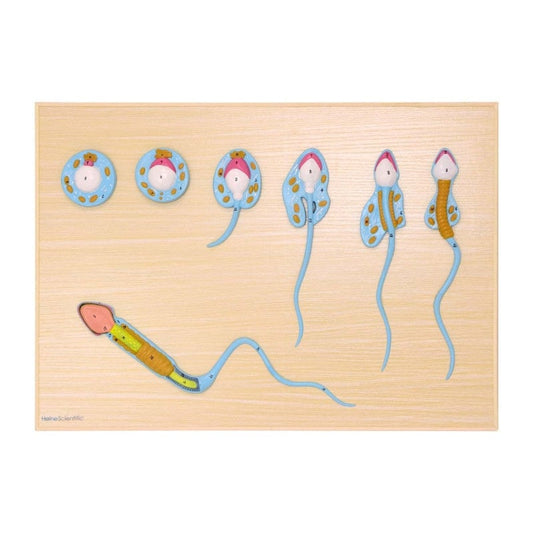 Modell der Spermiogenese