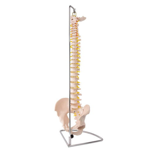 Modell einer Wirbelsäule mit Becken
