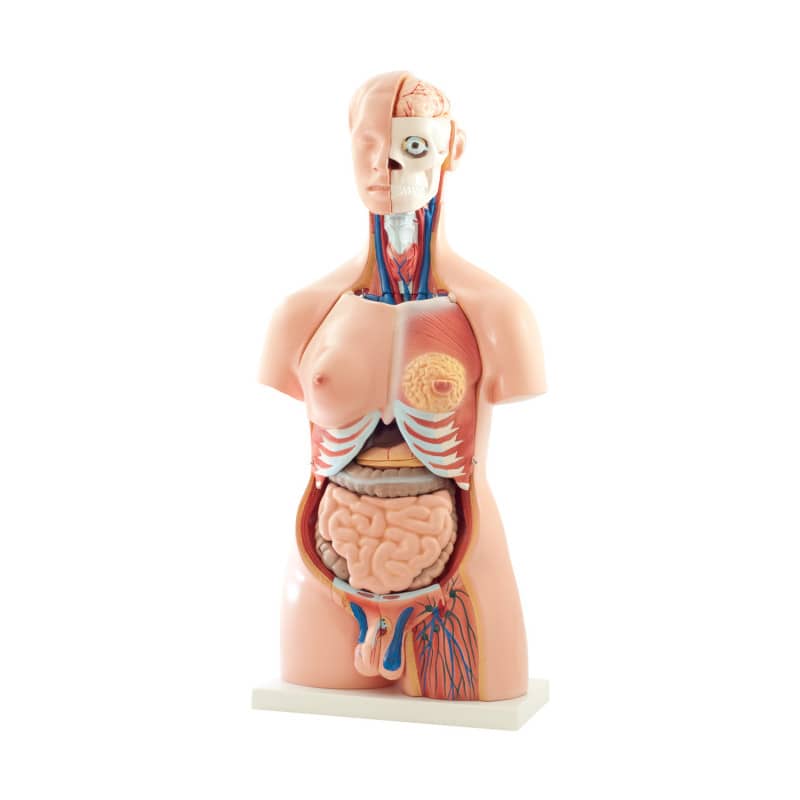 Torso-Modell, 40-teilig