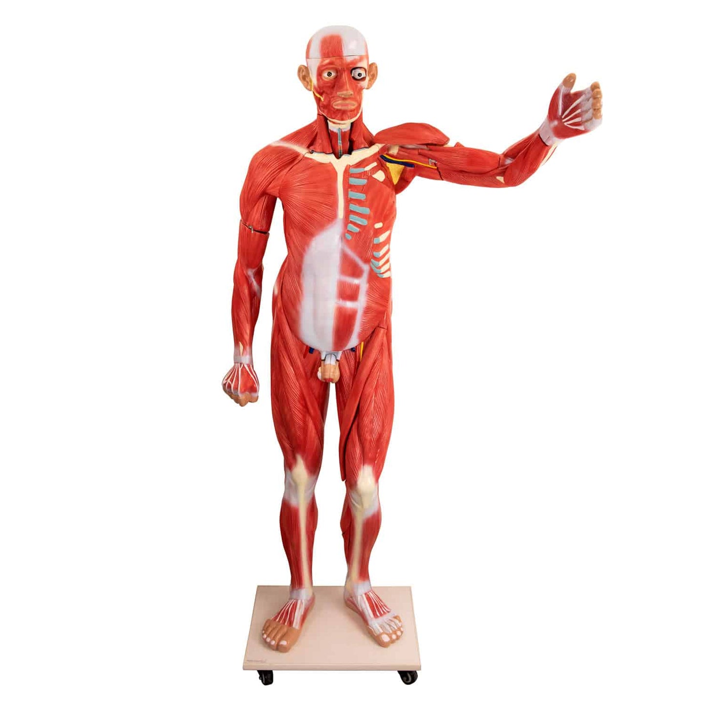 Zerlegbares Human-Modell