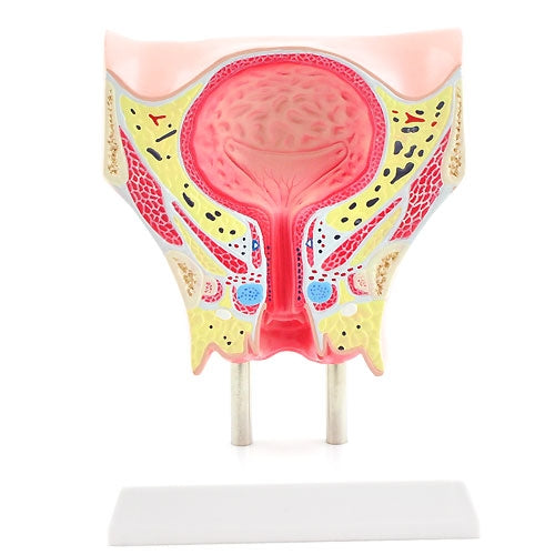 Anatomisches Modell der weiblichen Blase | EAN 4260306779062 | günstig kaufen