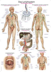 Lehrtafel "Das Lymphsystem", verschiedene Größen